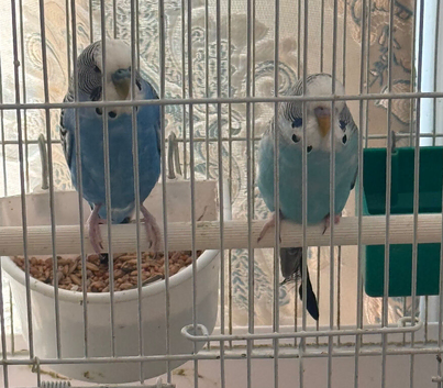 Budgies for sale