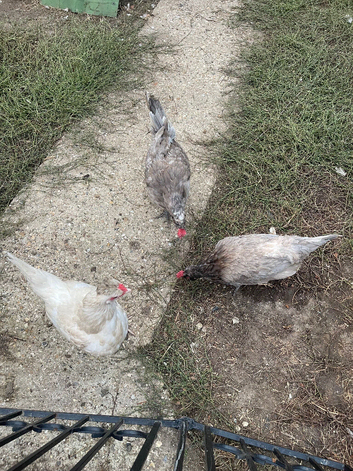 3 friendly chicken for sale