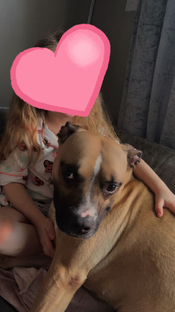 Beautiful American Bulldog Cross &ndash; Nala Looking for Her Forever Home