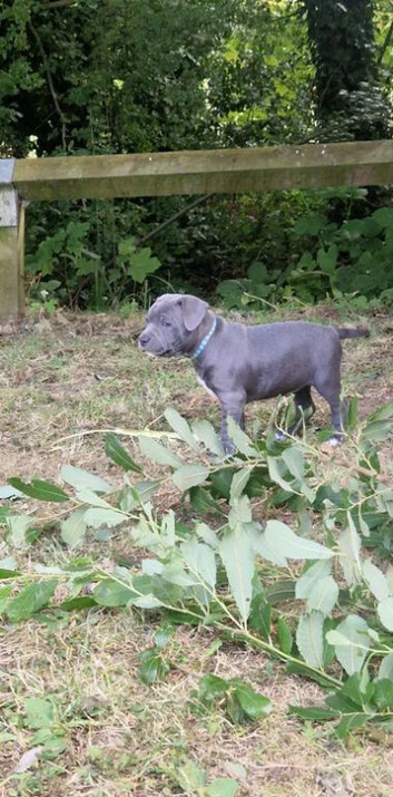 Staffordshire Bull Terrier Pups