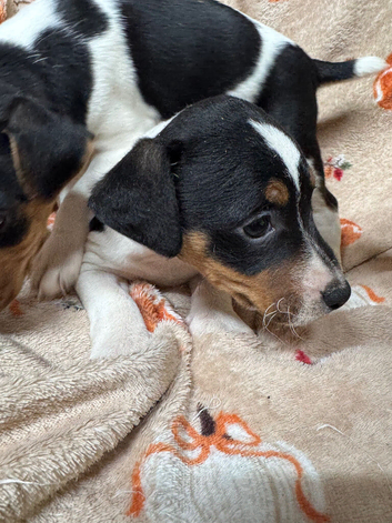 Beautiful Jack Russell Puppies Looking for Their Forever Homes!