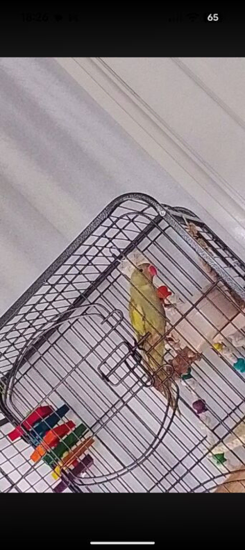 Green Indian ringneck parrot