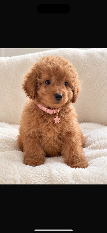 Toy poodle x Asian poodle
