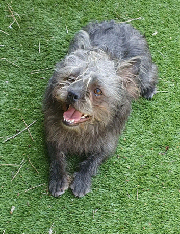 8 month old male