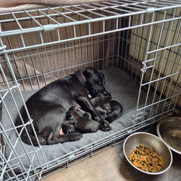 Gorgeous Patterdale puppies