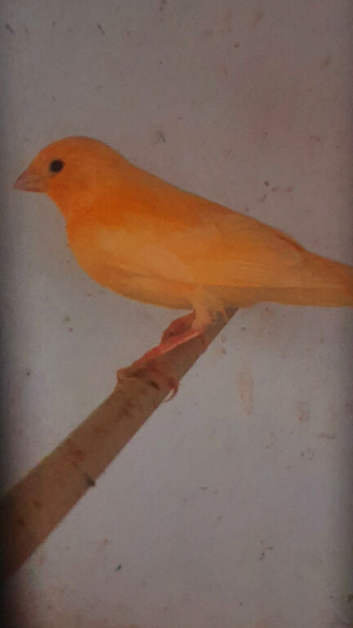 Red factor canaries