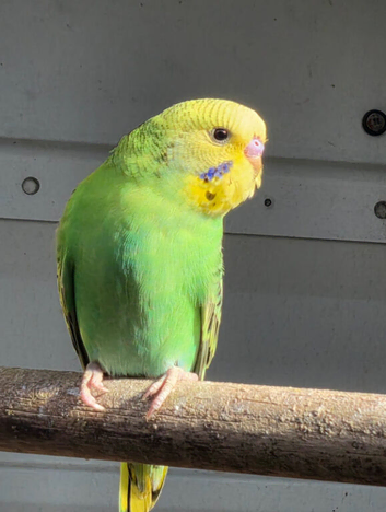 Budgies