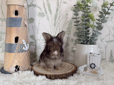 Vaccinated English Angora Babies