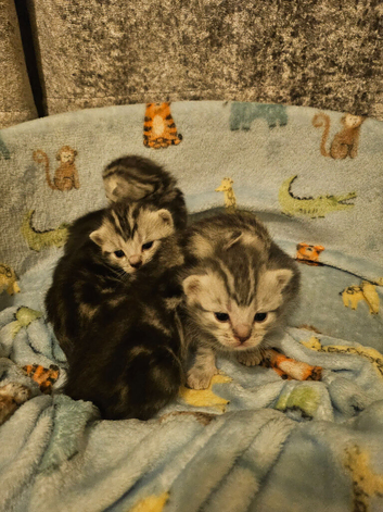 Beautiful kittens