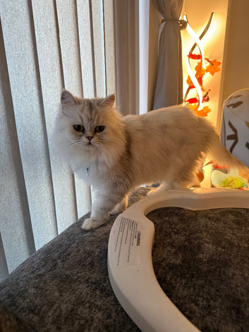 Persian Cat Female