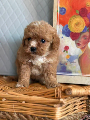 Beautiful 1st generation cavapoos