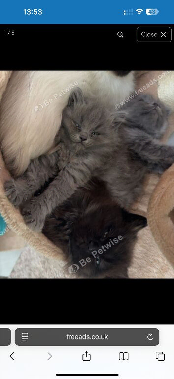 British shorthair x ragdoll kittens
