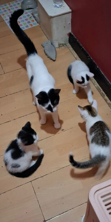 Special beautiful Kittens For Sale