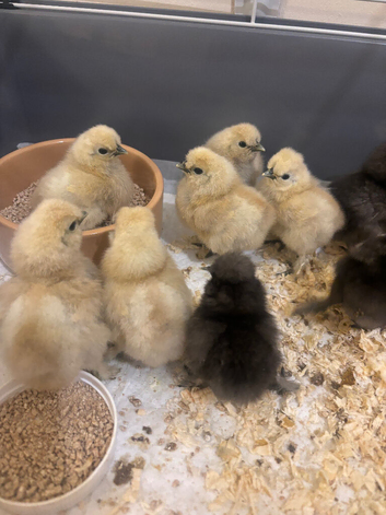 Silkie Chicks