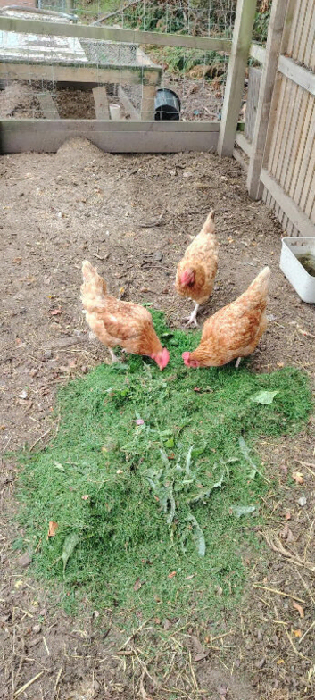 5 LAYING HENS FOR &pound;20