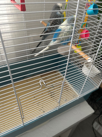 Pair of breading budgie