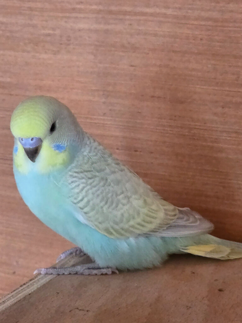 Various colours budgies