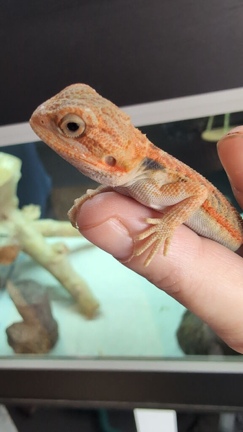 Baby bearded dragons citrus coming though lovely on them