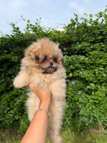 Little bundles of fluff