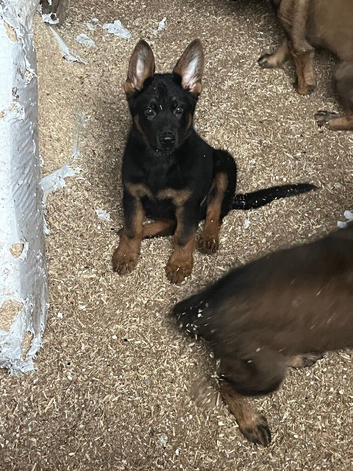 Beautiful German shepherd pups