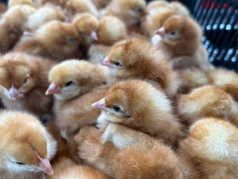 Female chicks Chichester