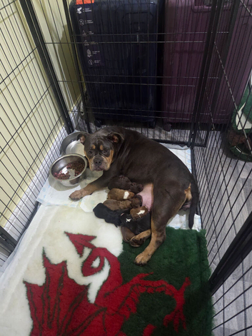 Olde english bulldogs