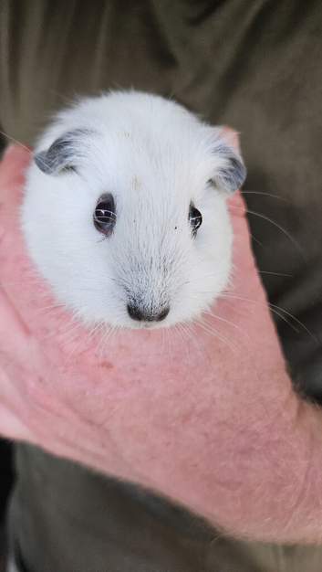 Baby boy guinea pigs