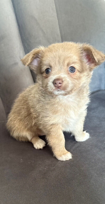 Ready 27/7 Stunning Chihuahua Puppy