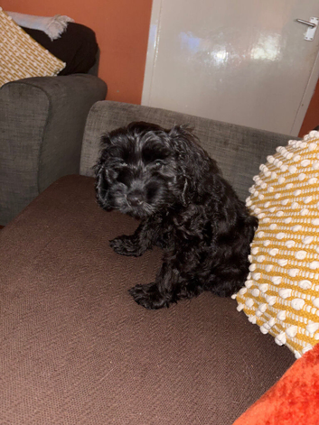 Cockapoo 12 weeks old