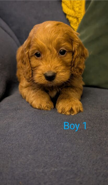 Cockapoo Puppies &ndash; 2 Boys & 4 Girls Available