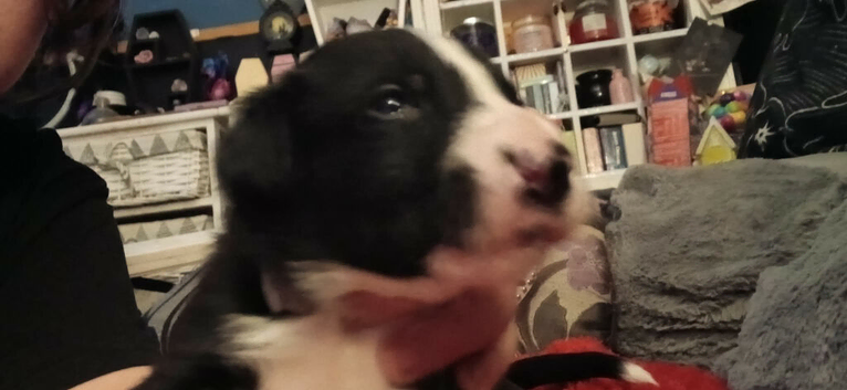Puppies