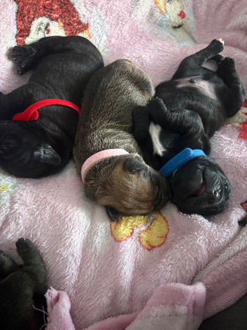 Beautiful Shar Pei x Staffy x Working Cocker Spaniel Puppies