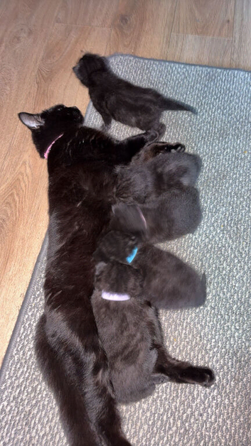 Fluffy mixed litter looking for forever homes