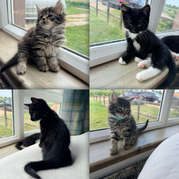 Mainecoon x Bombay x Tabby - READY NOW