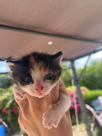 One beautiful calico girl