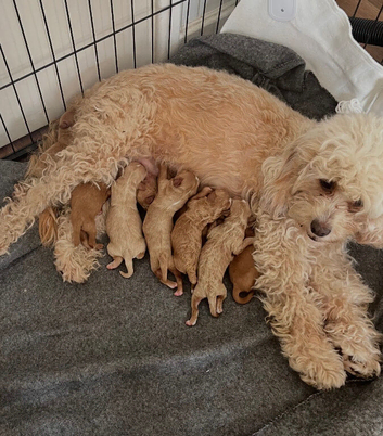 Beautiful Cavopoo pups