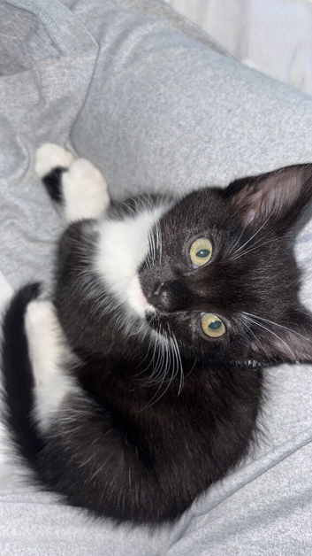 Female mixed breed kitten