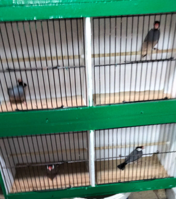 Male Java Sparrows for sale