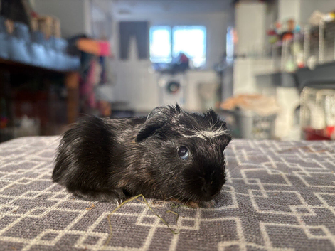 MALE BABIES