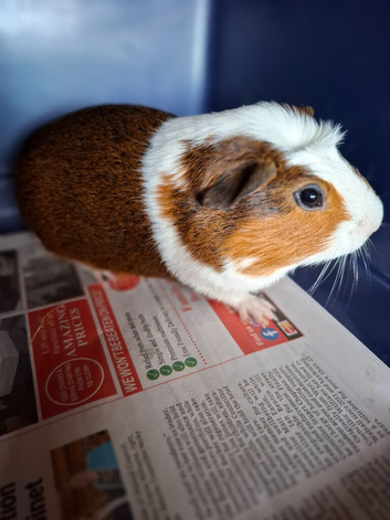 Male Guinea Pig