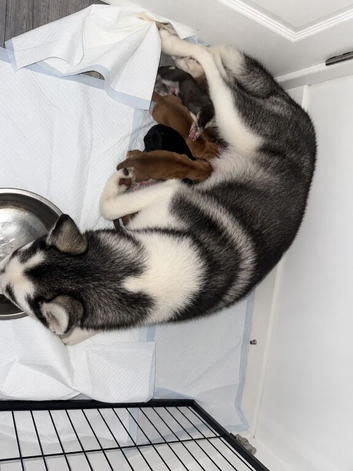 Siberian Husky mix pups