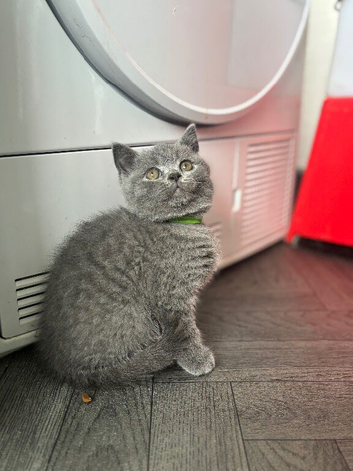 Beautiful British shorthair kittens for sale