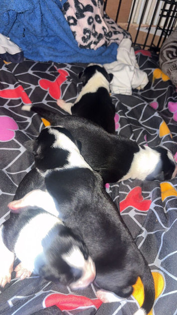 4 border collie pups