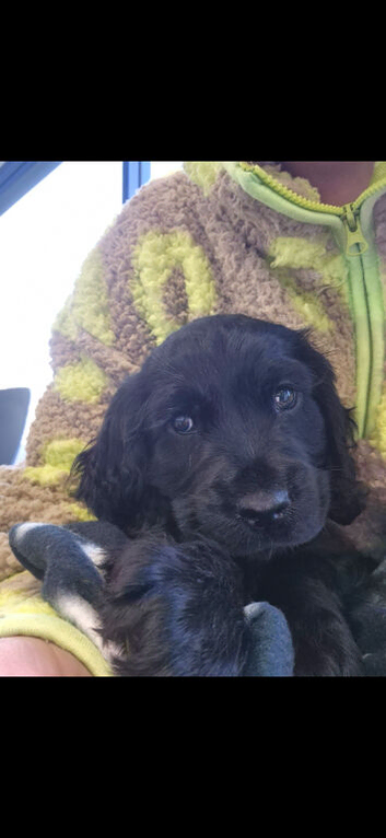 Springer spaniel