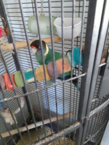 Australian Ringneck Parrot