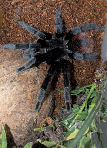 Mexican red rump male