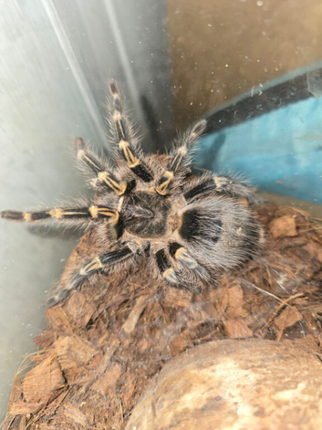Grammostola pulchripes Tarantula - Chaco Golden Knee