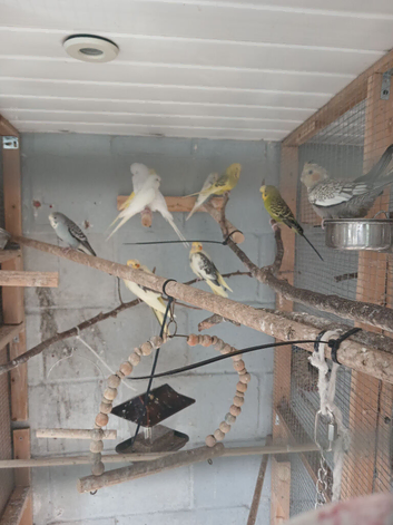 Budgies for sale