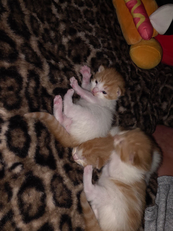Half maine coon kittens
