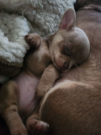 2 x stunning lilac chihuahuas